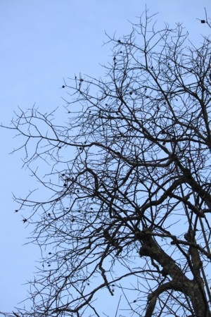 f:id:aiueokaki:20121221072701j:image