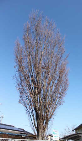 f:id:aiueokaki:20121221122546j:image