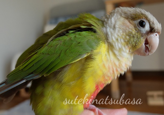 ホオミドリウロコインコのサンちゃんと飼い主について 一羽と一人のブログです すてきな翼ブログ
