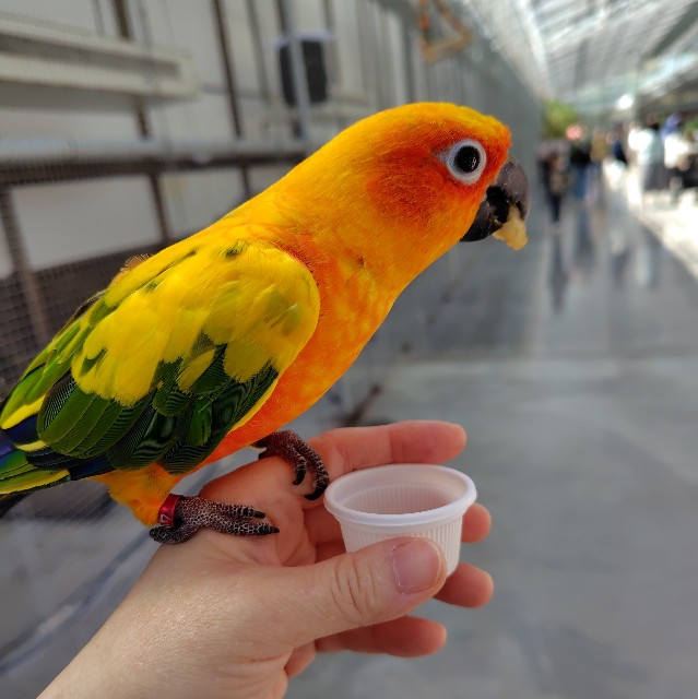 f:id:aiuroco:20250805204614j:image