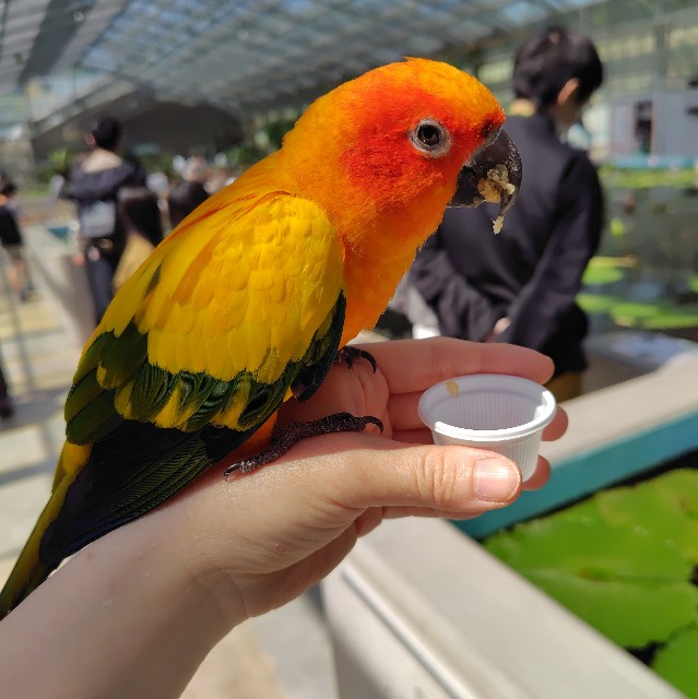 f:id:aiuroco:20250805204633j:image