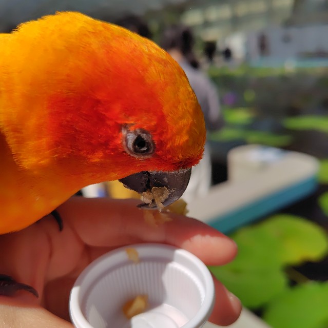 f:id:aiuroco:20250805204652j:image