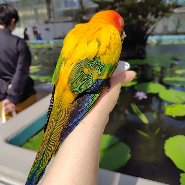 f:id:aiuroco:20250805204728j:image