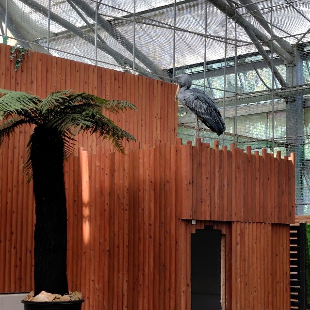 f:id:aiuroco:20250805204925j:image