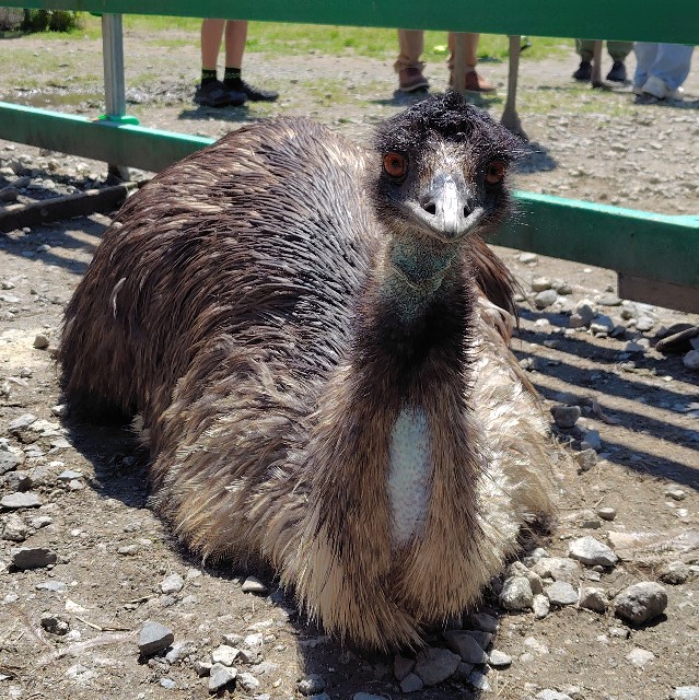 f:id:aiuroco:20250805205612j:image