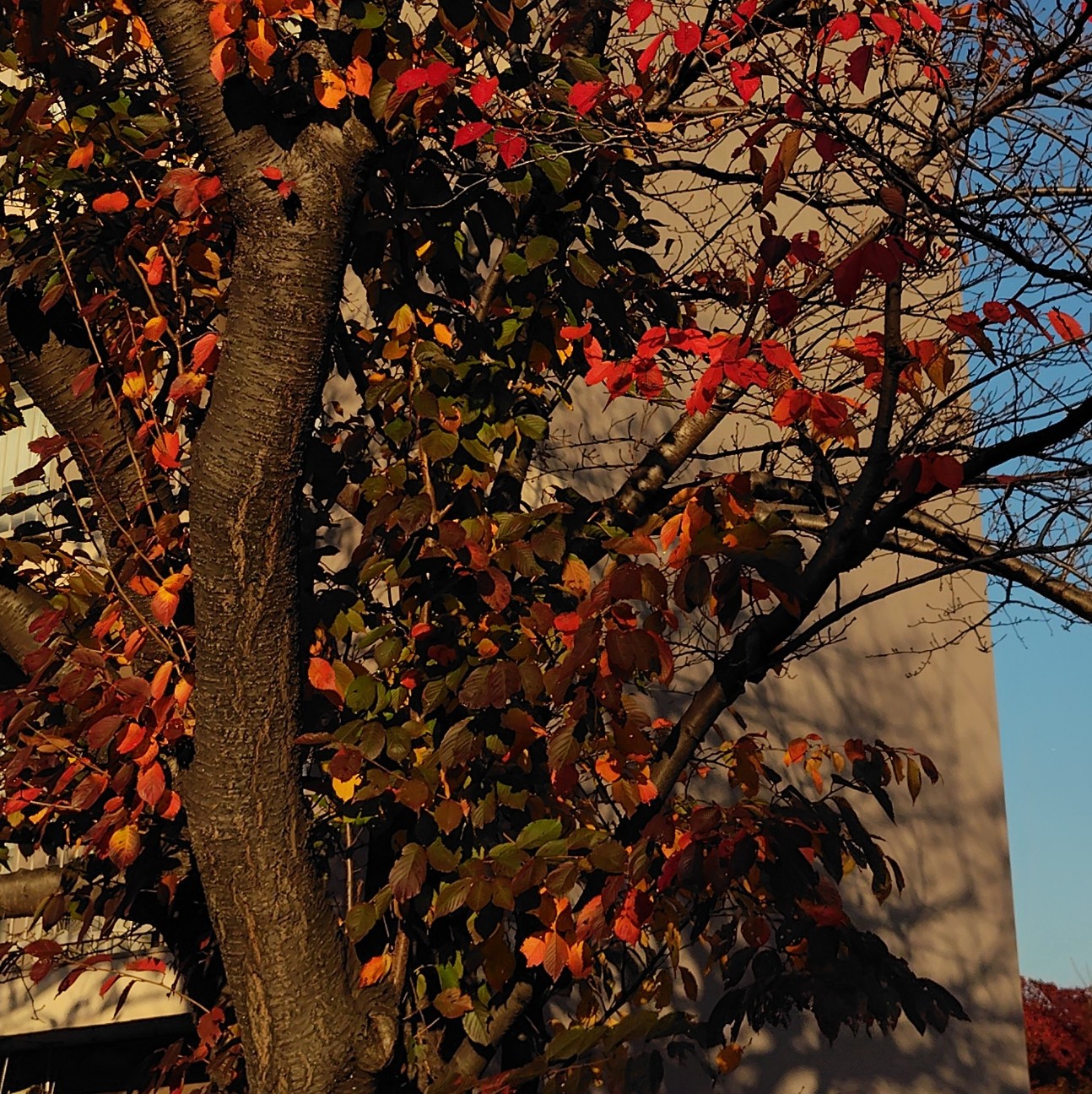 f:id:aiuroco:20251127183637j:image f:id:aiuroco:20251127183637j:image