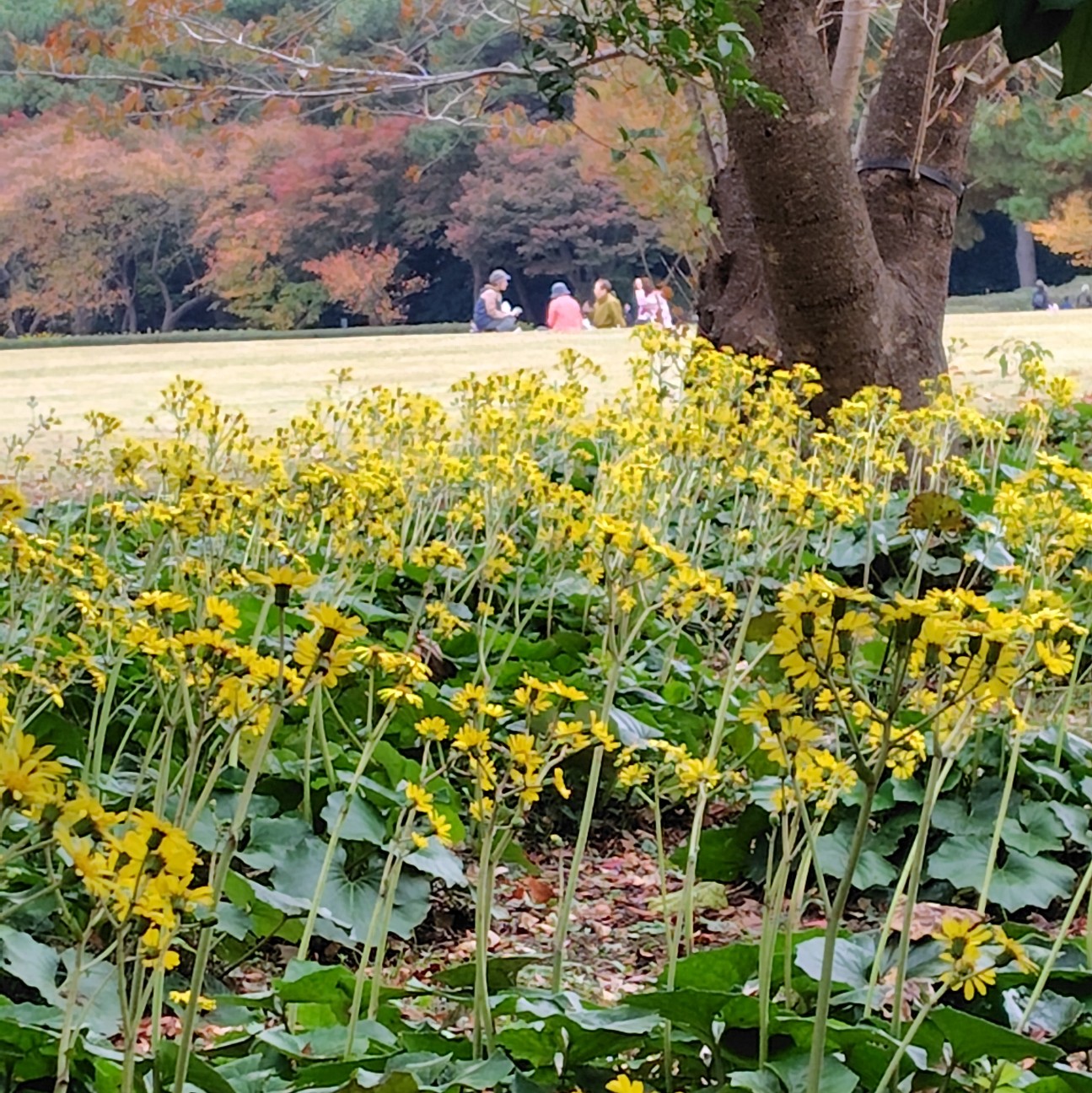 f:id:aiuroco:20251127183707j:image f:id:aiuroco:20251127183707j:image