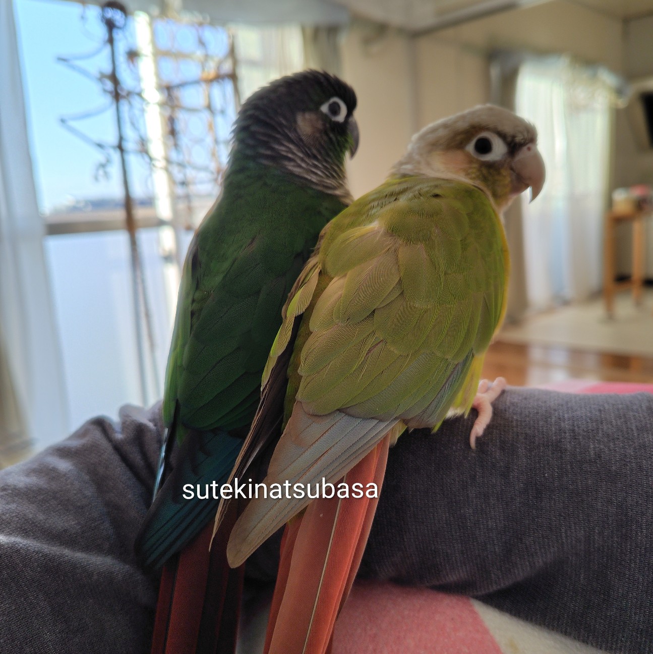 f:id:aiuroco:20251130225058j:image f:id:aiuroco:20251130225058j:image