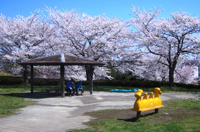 高麗川堤の桜