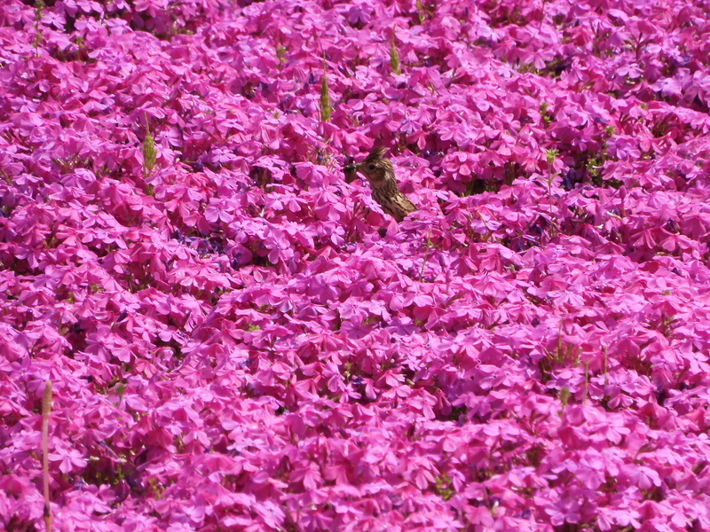 f:id:aiwendil:20190429094927j:plain