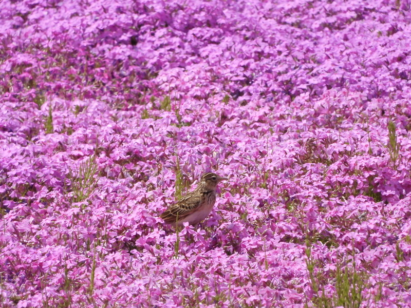 f:id:aiwendil:20190429095248j:plain