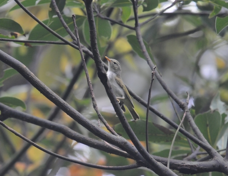 f:id:aiwendil:20190608075245j:plain