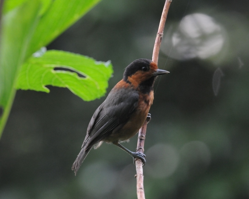 f:id:aiwendil:20190608075409j:plain