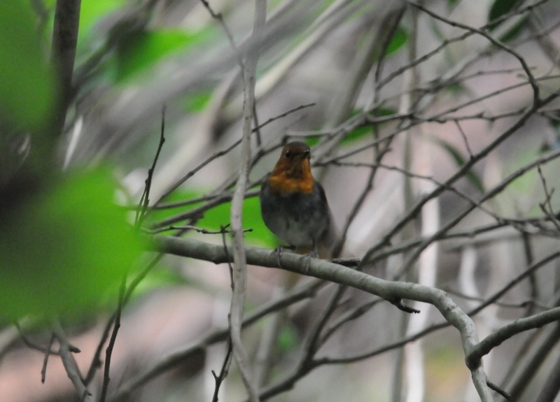 f:id:aiwendil:20190608083619j:plain