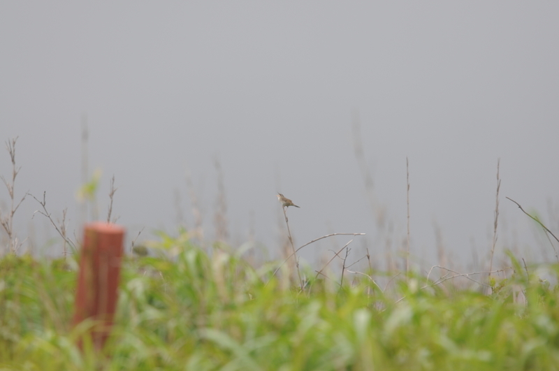 f:id:aiwendil:20190609064623j:plain