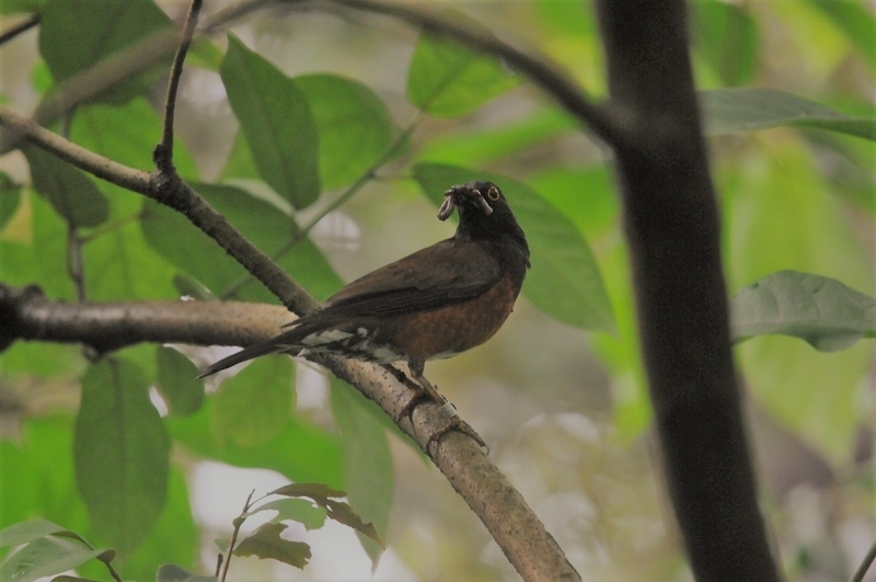 f:id:aiwendil:20190610101837j:plain