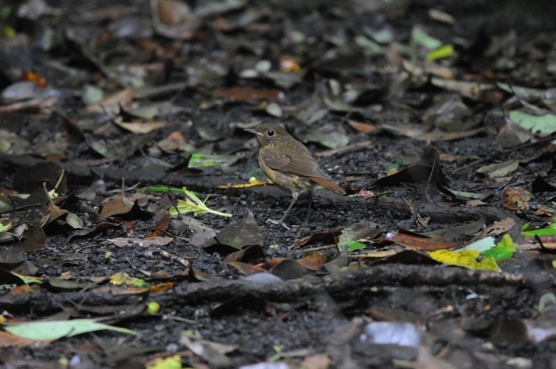 f:id:aiwendil:20190610110714j:plain