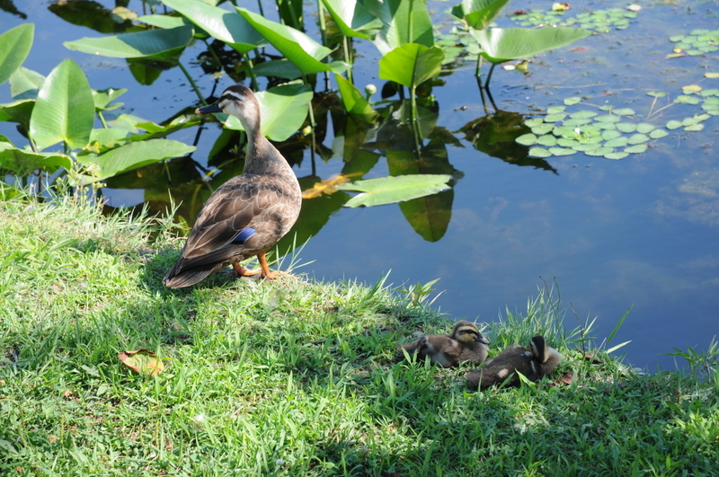 f:id:aiwendil:20210807145728j:plain