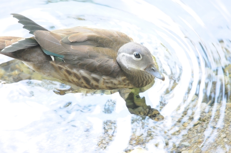 f:id:aiwendil:20210808150256j:plain