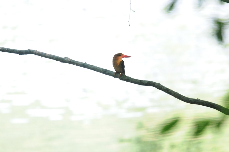 f:id:aiwendil:20210808151315j:plain