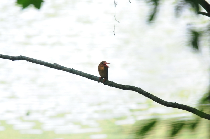 f:id:aiwendil:20210808151323j:plain