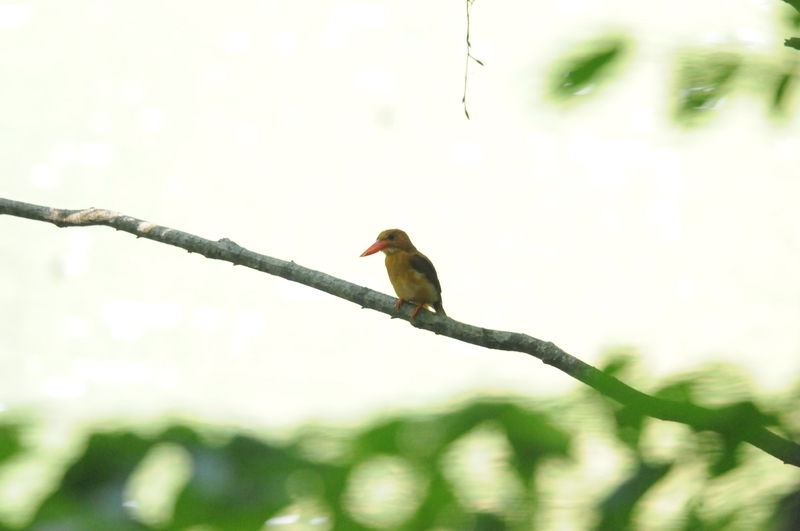 f:id:aiwendil:20210808151549j:plain