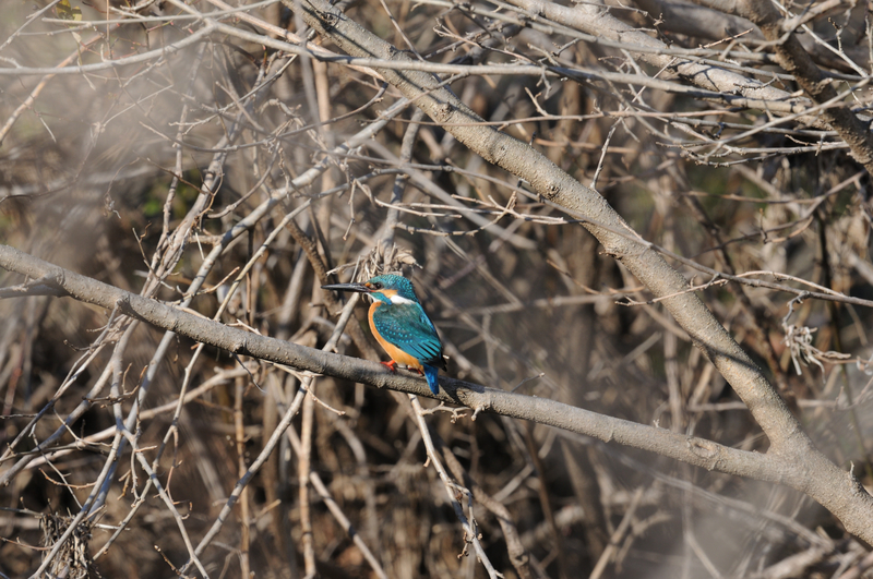 f:id:aiwendil:20220211145657j:plain