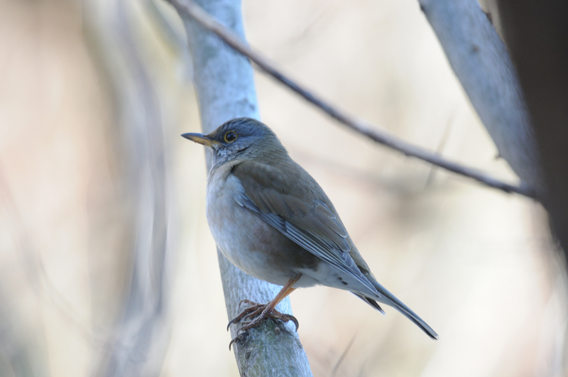 f:id:aiwendil:20220211150149j:plain