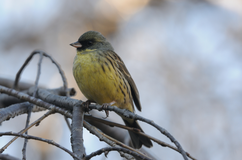 f:id:aiwendil:20220211154958j:plain