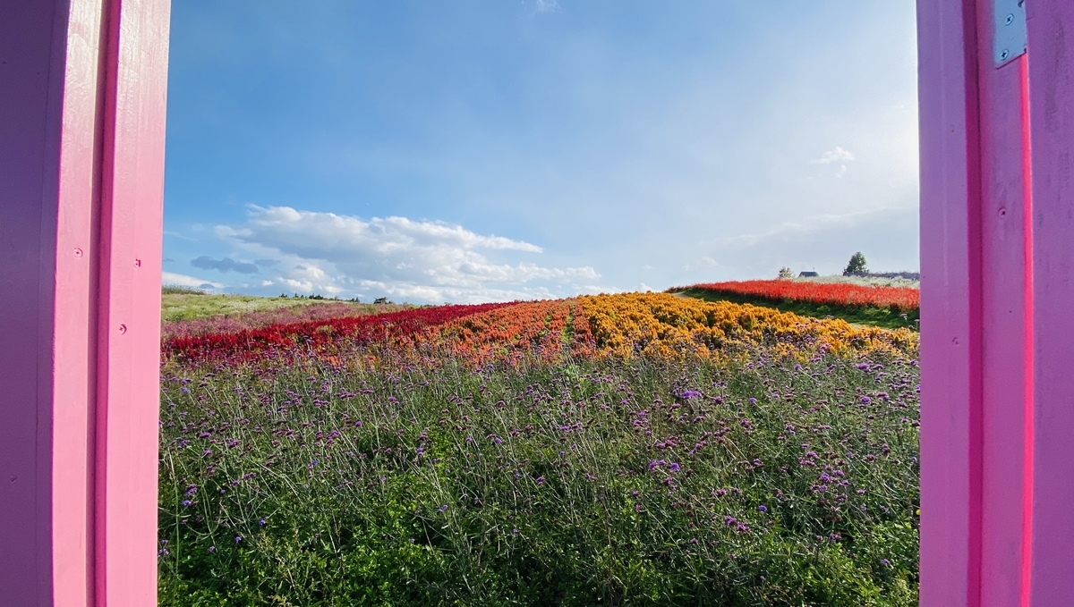 「どこでもドア」でお花畑にやって来た！ 宮城県のどこでもドアを見てきました。 - あジャイの毎日ドラえもん