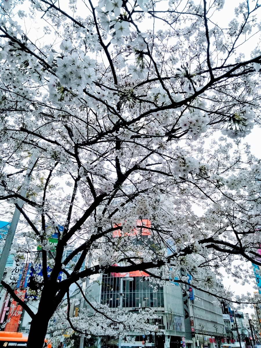f:id:ajgptmwa:20190509213741j:plain f:id:ajgptmwa:20190509213741j:plain