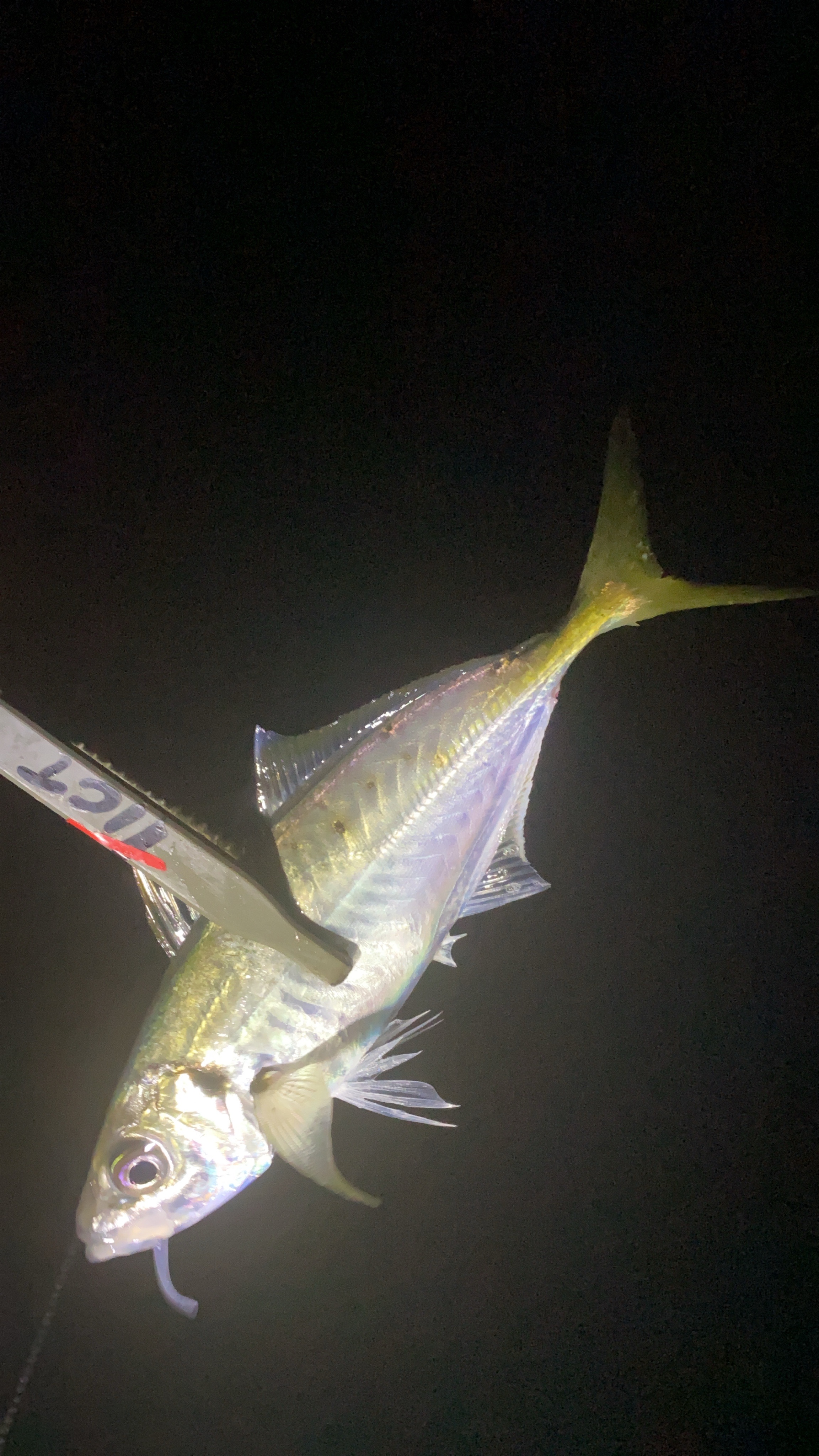 f:id:aji_923:20191219130411j:image