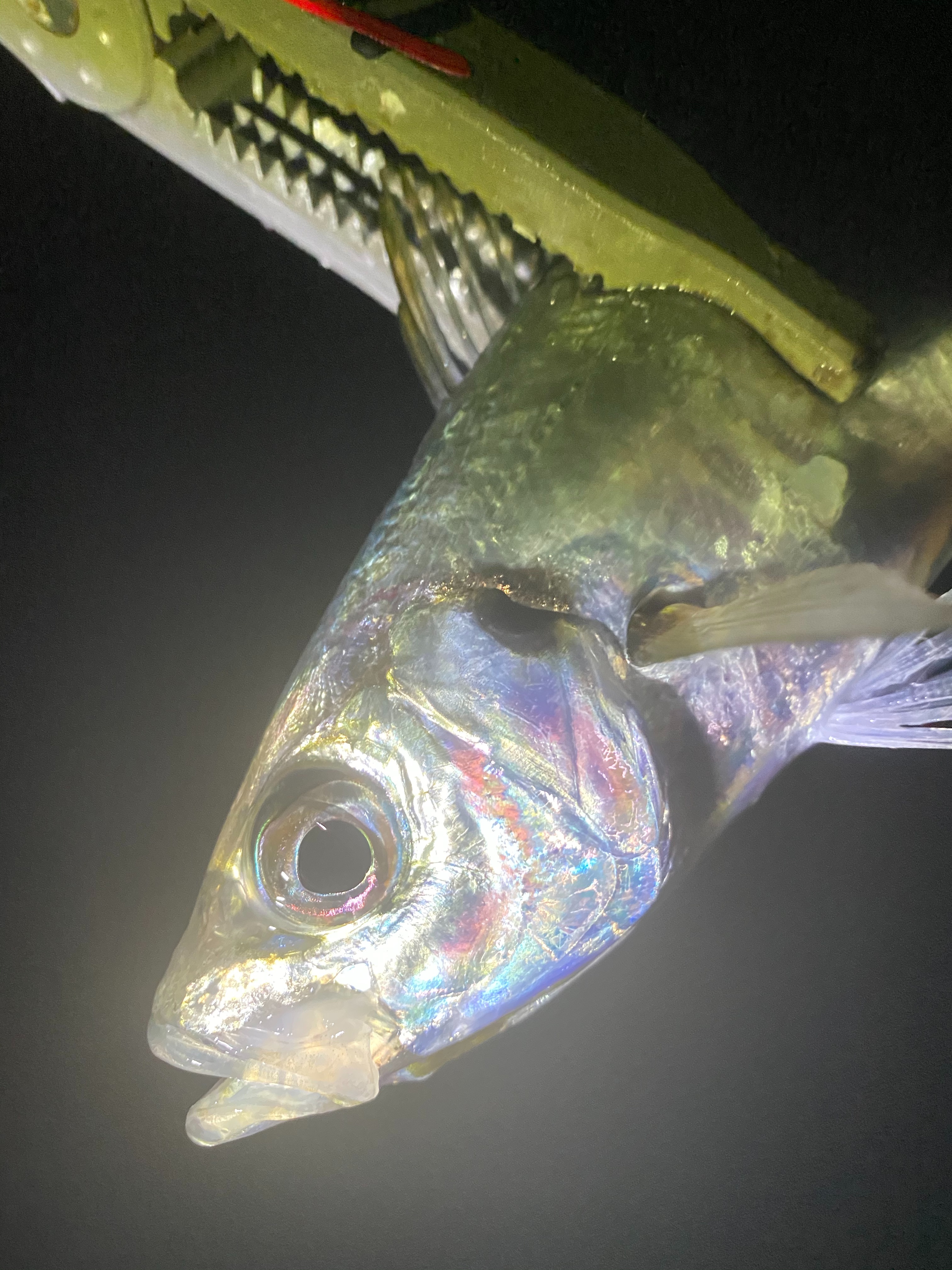 f:id:aji_923:20191219130526j:image