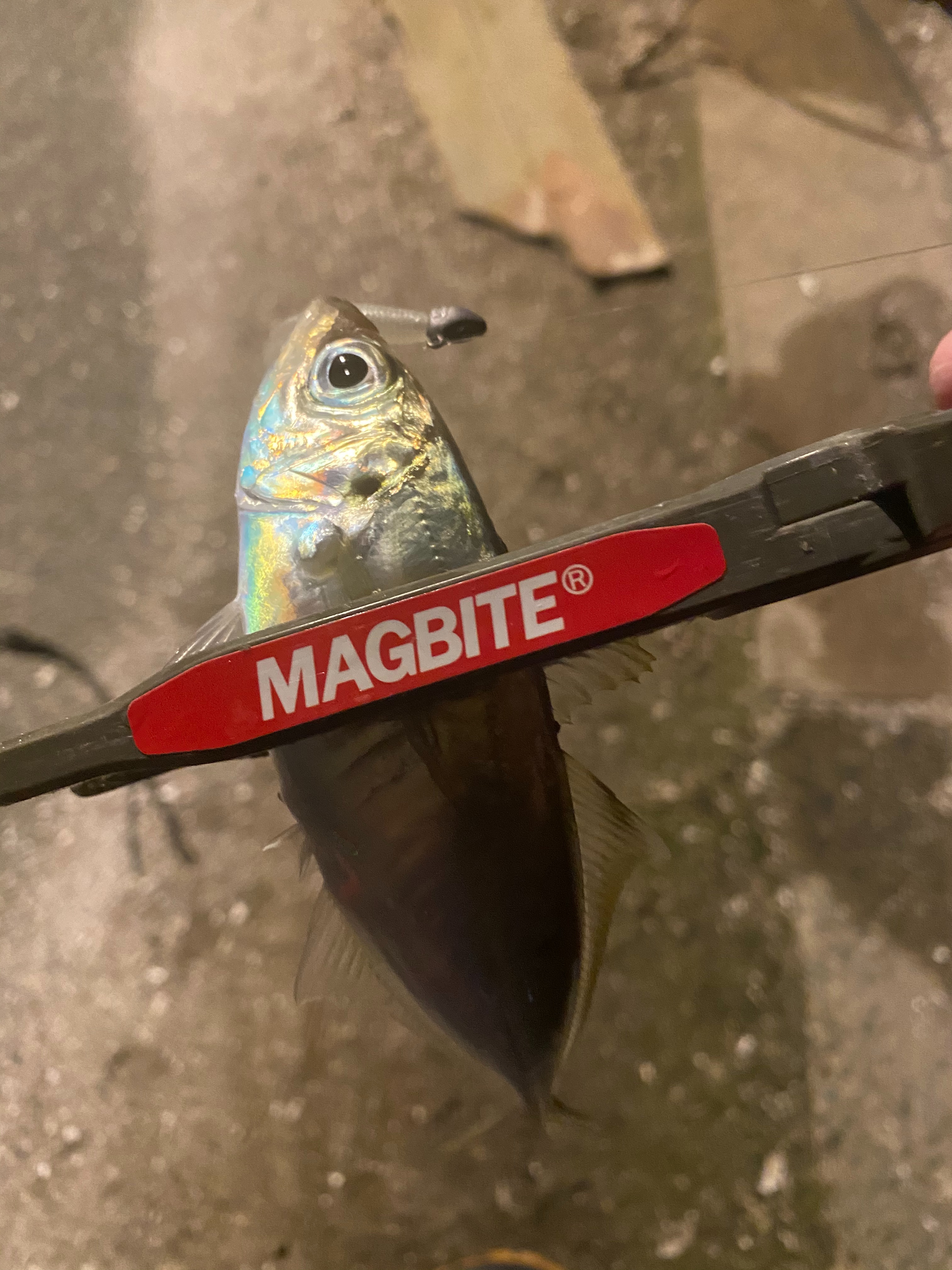 f:id:aji_923:20200313162715j:image