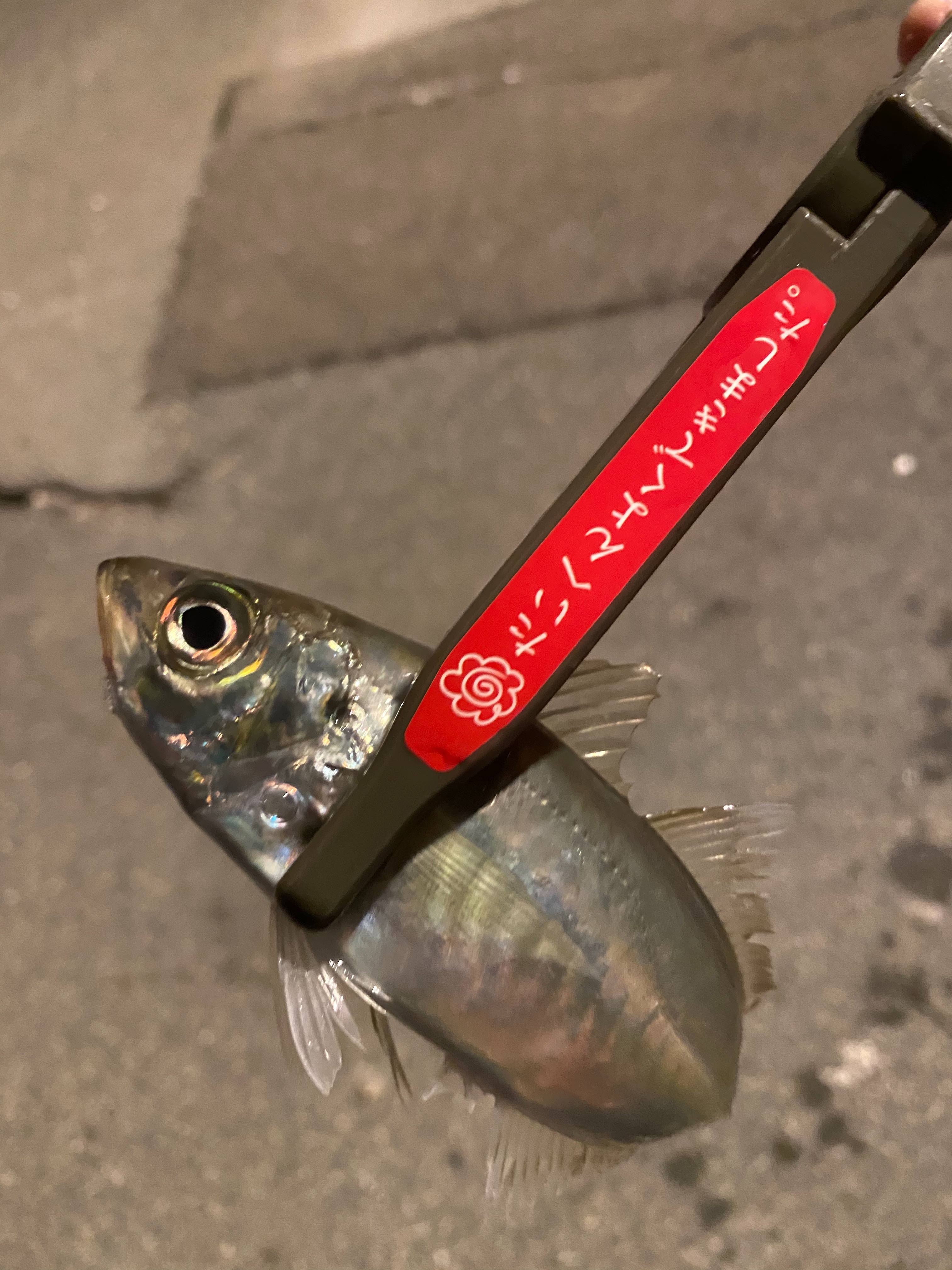 f:id:aji_923:20200313163157j:image