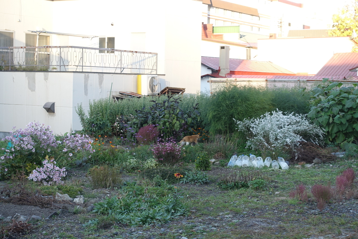 f:id:ajim029:20201128025832j:plain