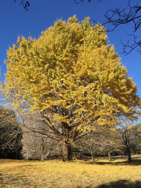 昭和記念公園、名残の秋色 - 行雲流水