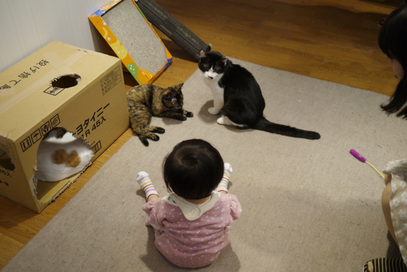f:id:ajisashi:20140330144528j:image