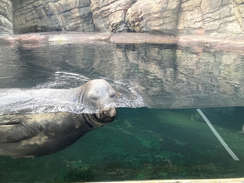 f:id:ajitama100yen:20211005014657j:plain