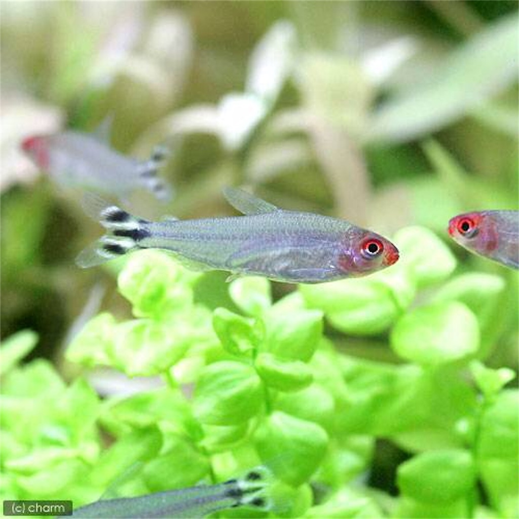 f:id:ak-pgaq-c23:20170710205127j:image