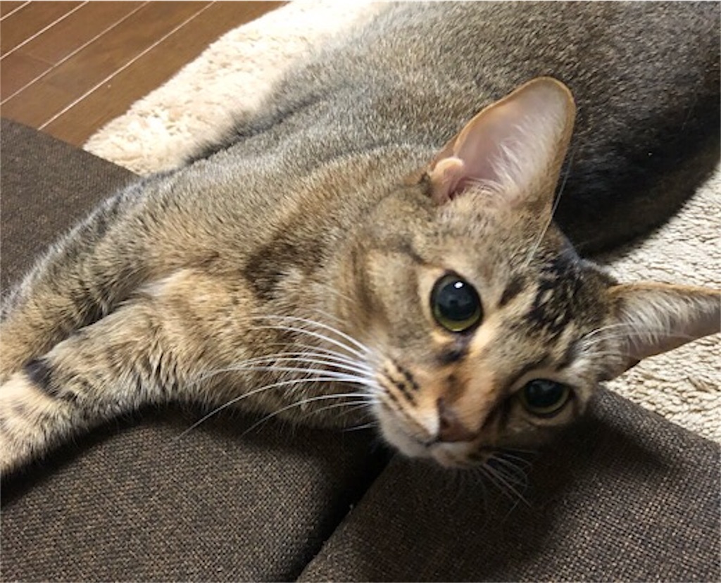 f:id:ak1027:20190307195952j:image f:id:ak1027:20190307195952j:image