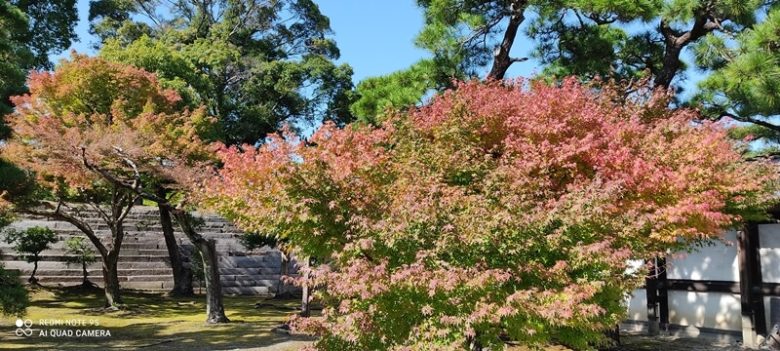 京都 二条城本