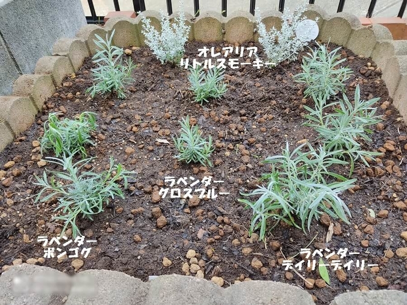 自宅花壇、ラベンダーの画像
