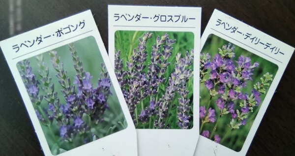 ラベンダー種類の画像