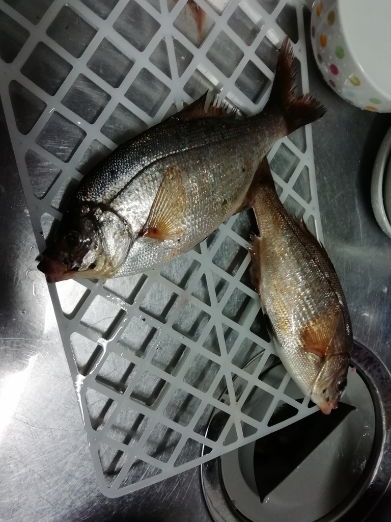 友釣り１３投目 1月 極寒の磯 投げ釣りとカメラと温泉のブログ
