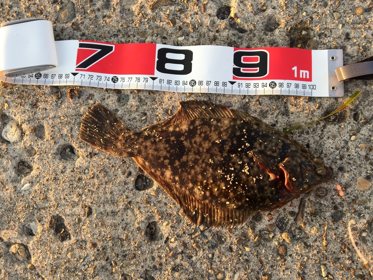 友釣り３６投目 男鹿でキスと良型カレイ釣り 投げ釣りとカメラと温泉のブログ