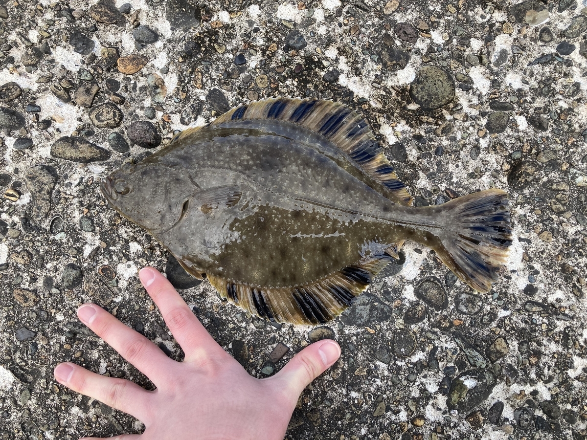 投げ釣りとカメラと温泉のブログ