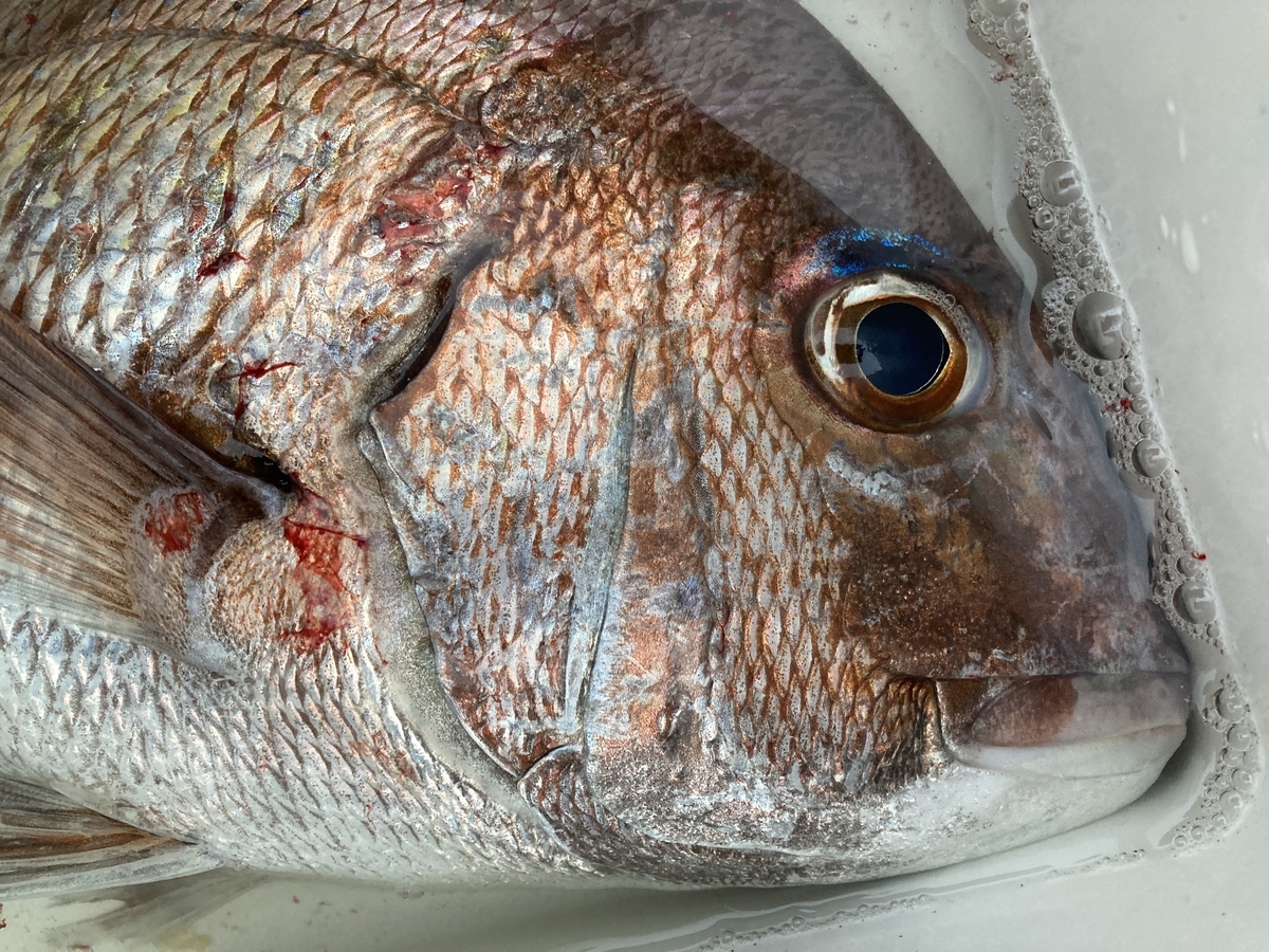 投げ釣りとカメラと温泉のブログ