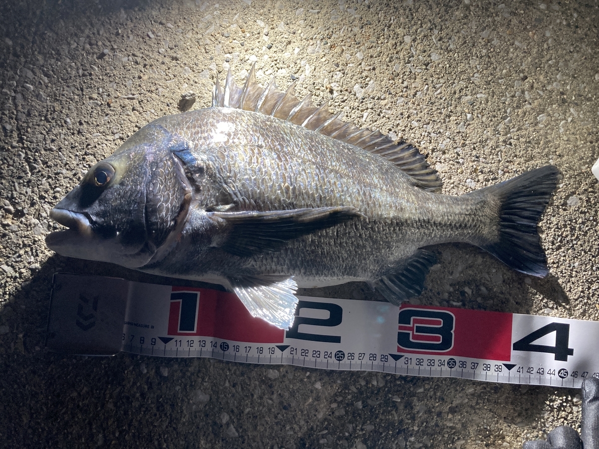 釣友５０投目 男鹿で秋のぶっこみクロダイ 投げ釣りとカメラと温泉のブログ