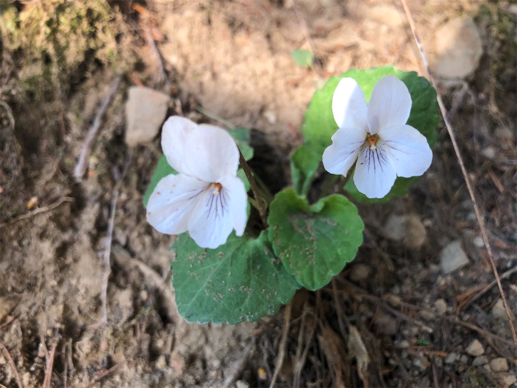 f:id:ak46jp:20190513123508j:image f:id:ak46jp:20190513123508j:image